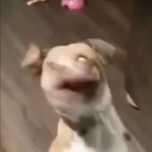 Meet your Posher, Riley